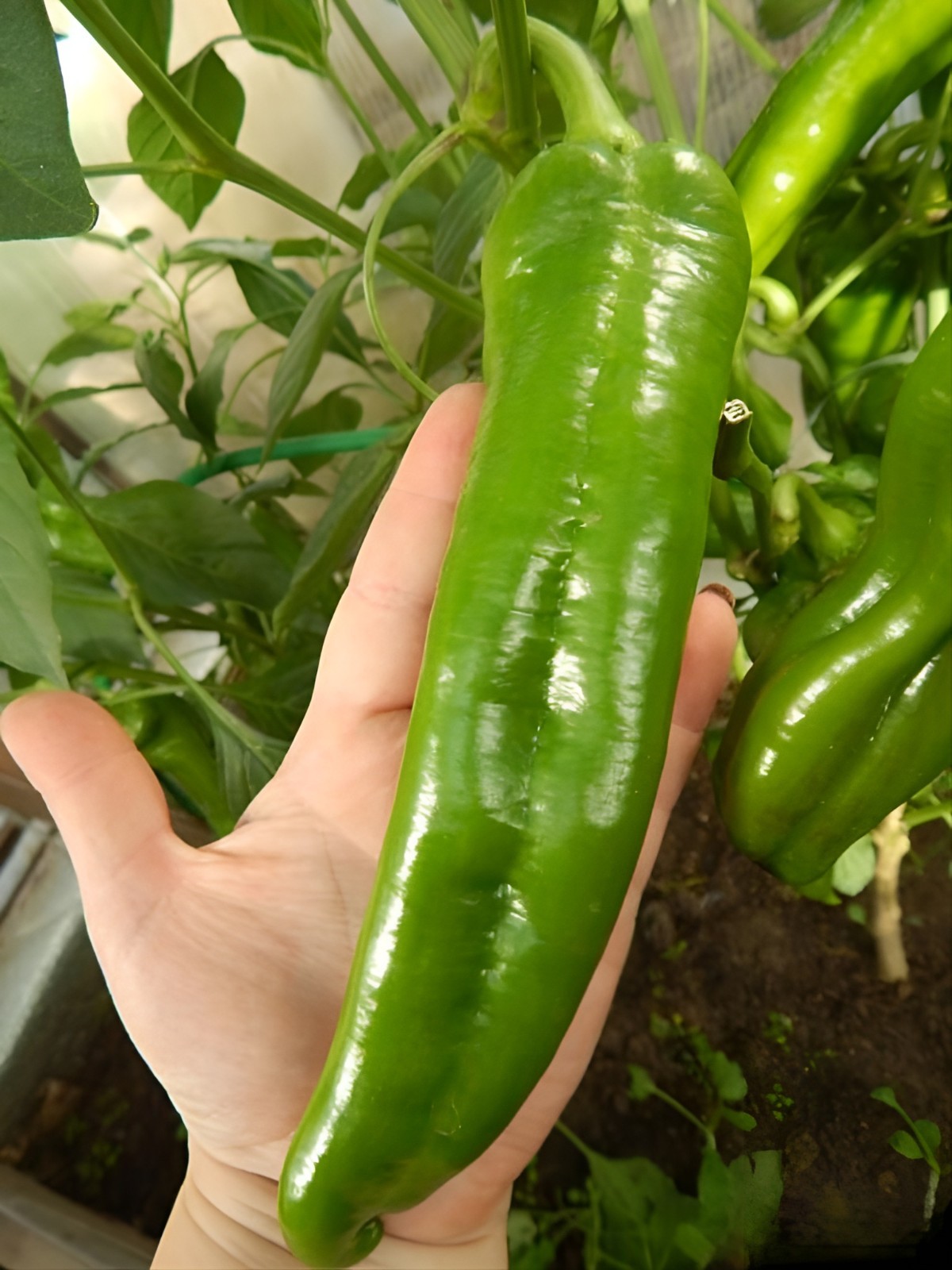 75 Heirloom NuMex BIG Jim Legacy Hatch Chili Seeds – Giant Mild Foot Long Pepper