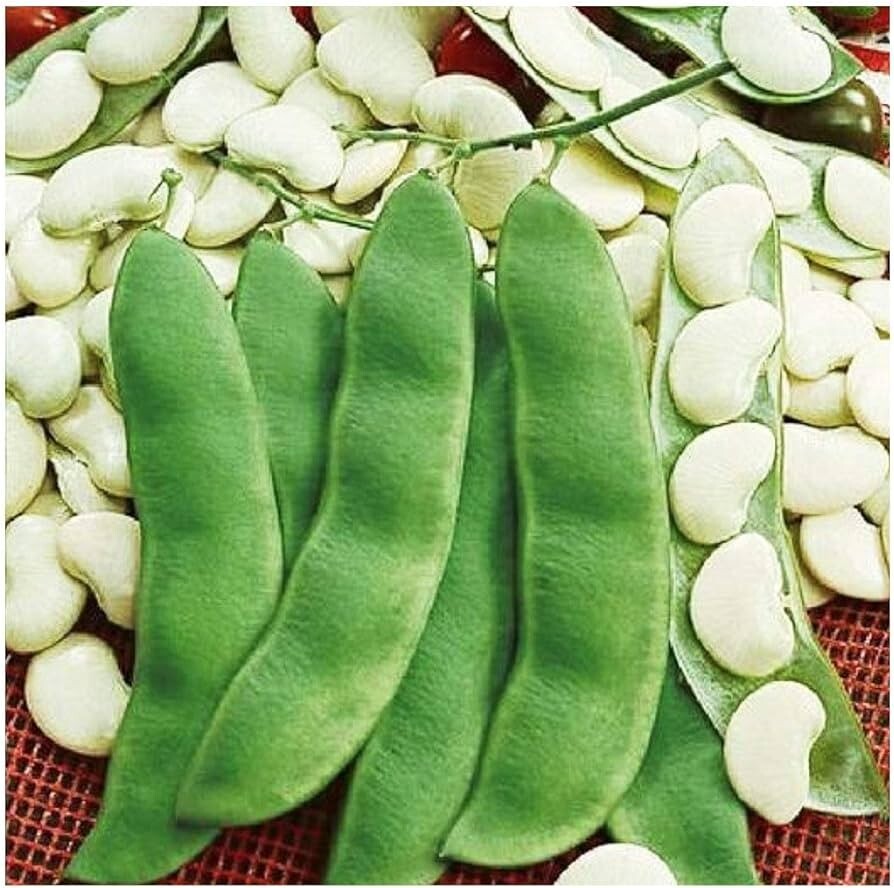 20+ seeds, Bean Seeds (Bush Lima)- Henderson, Open pollinated, Heirloom, Non-GMO