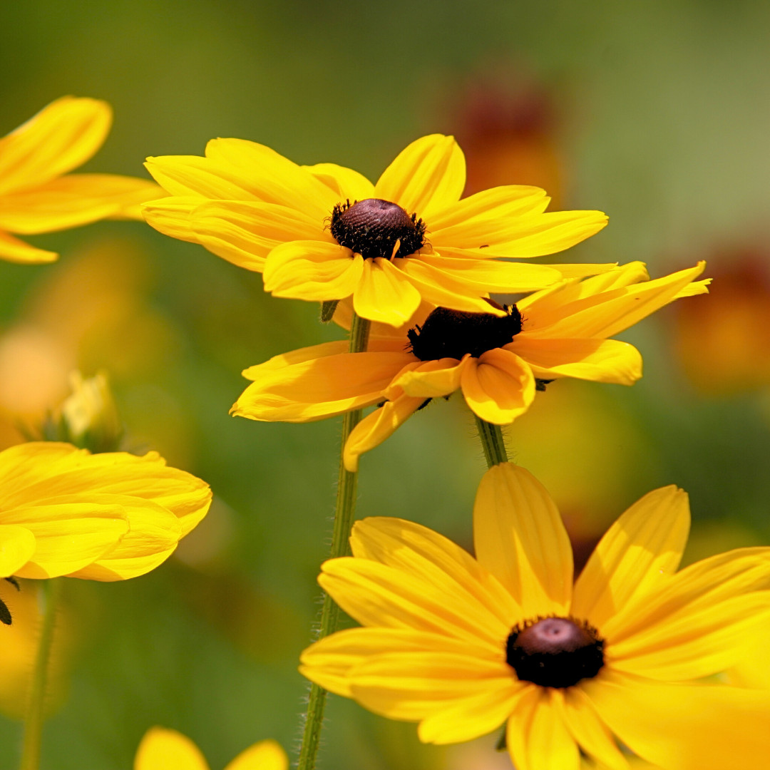 Fresh Premium Elegant Black Eyed Susan Seeds | Heirloom Non-GMO | Flower Seeds
