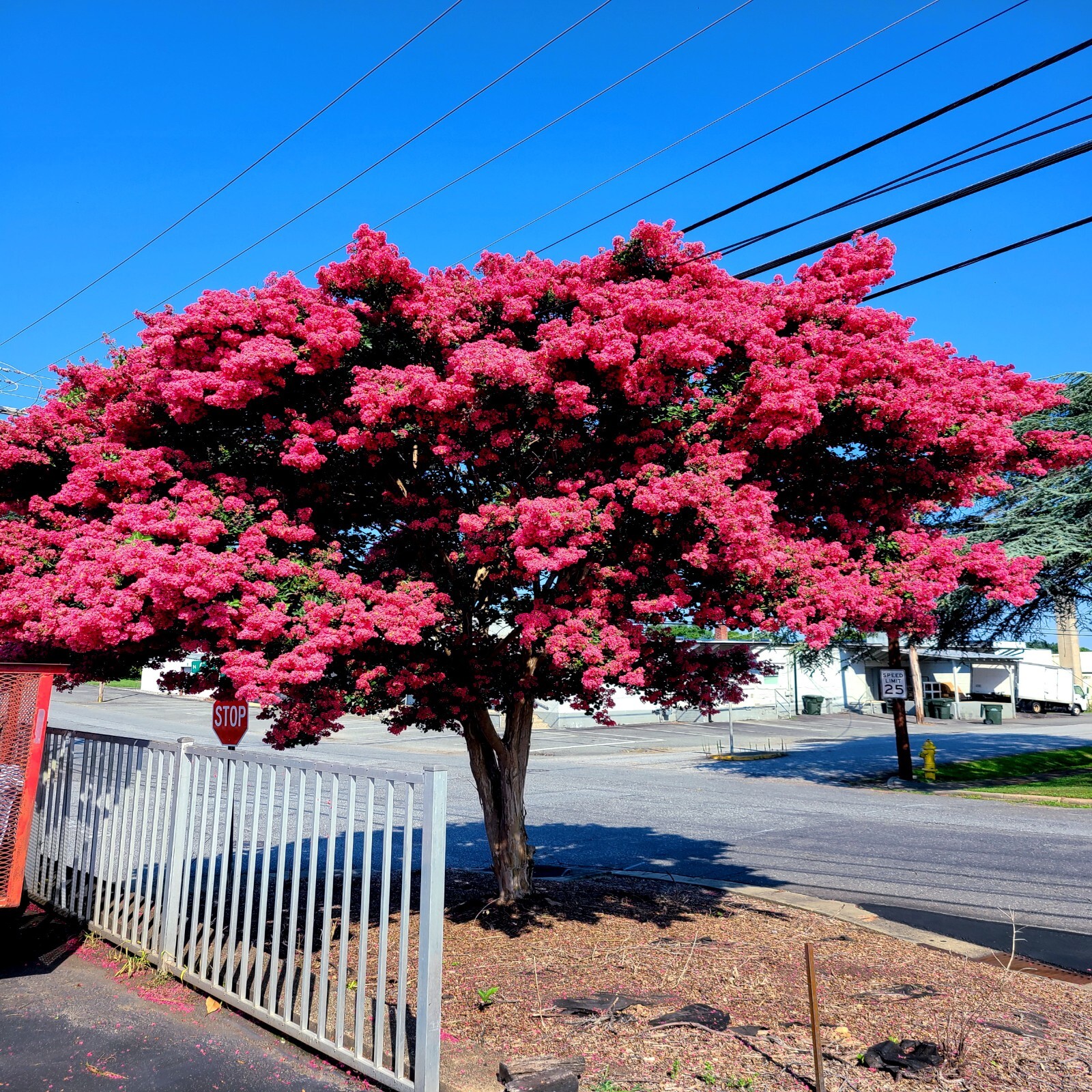 CRAPE MYRTLE TREE SEEDS Crepe (Lagerstroemia Indica) Fast Lilac Flower Plant