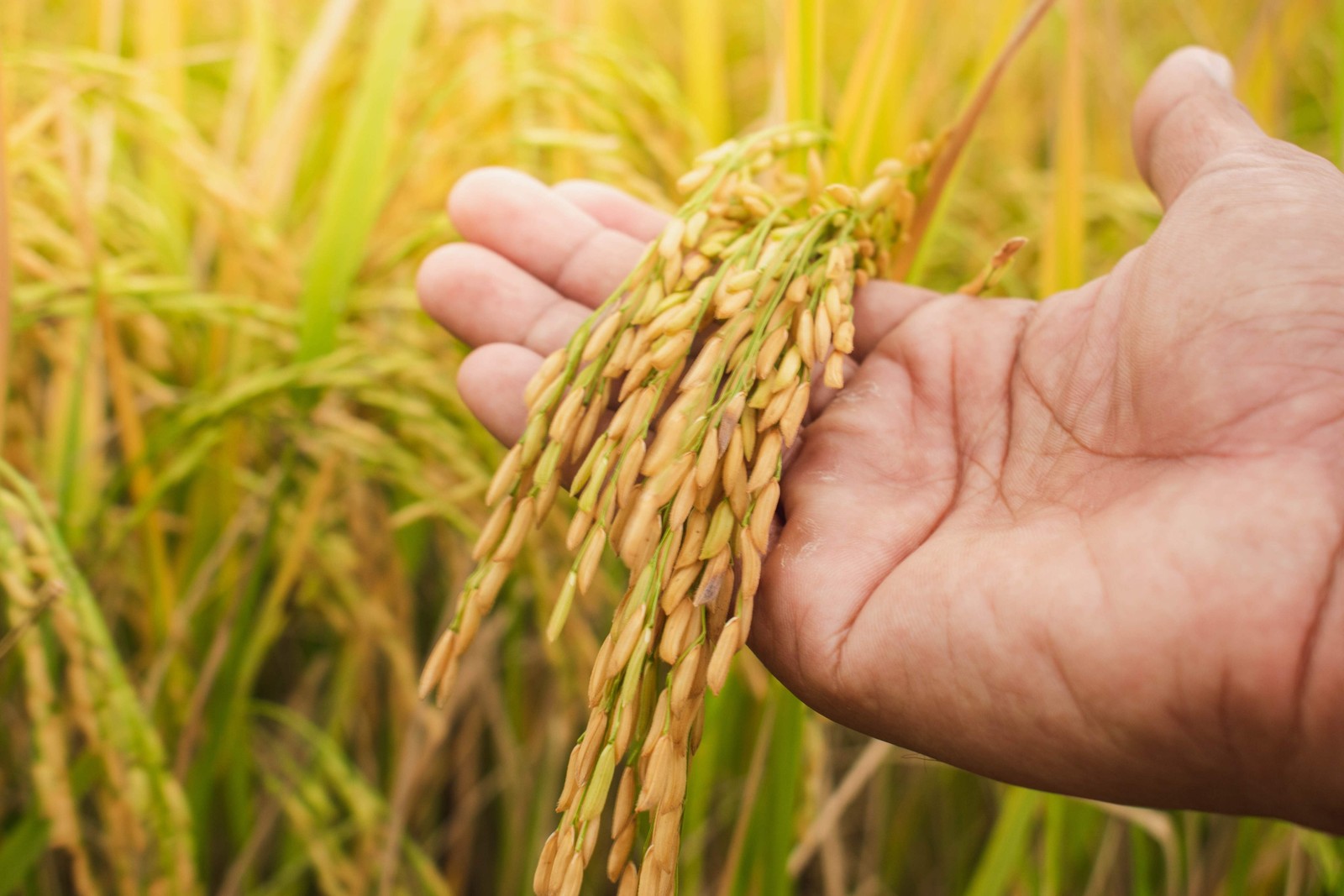 100 Long Grain BROWN WHITE RICE Oryza Sativa Vegetable Seeds