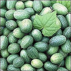 Melothria scabra 100 seeds