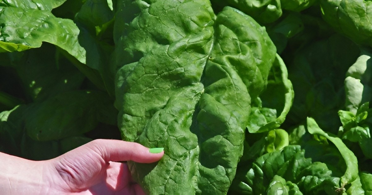 200ct Heirloom Giant Nobel Spinach Seeds – AAS Award Winner – Huge & Flavorful