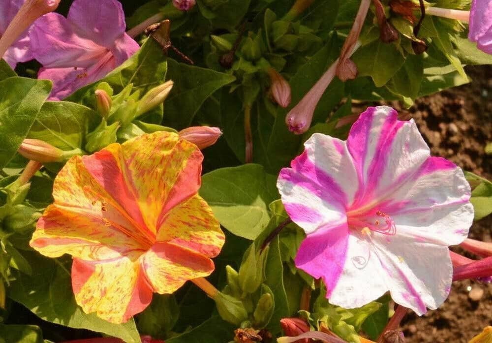 Broken Colors Four O’clock, *NEW Mirabilis Jalapa 25 Seeds Free Shipping!