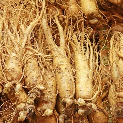 American Ginseng Seeds (Panax quinquefolius) – Fresh Stratified & Ready to Plant