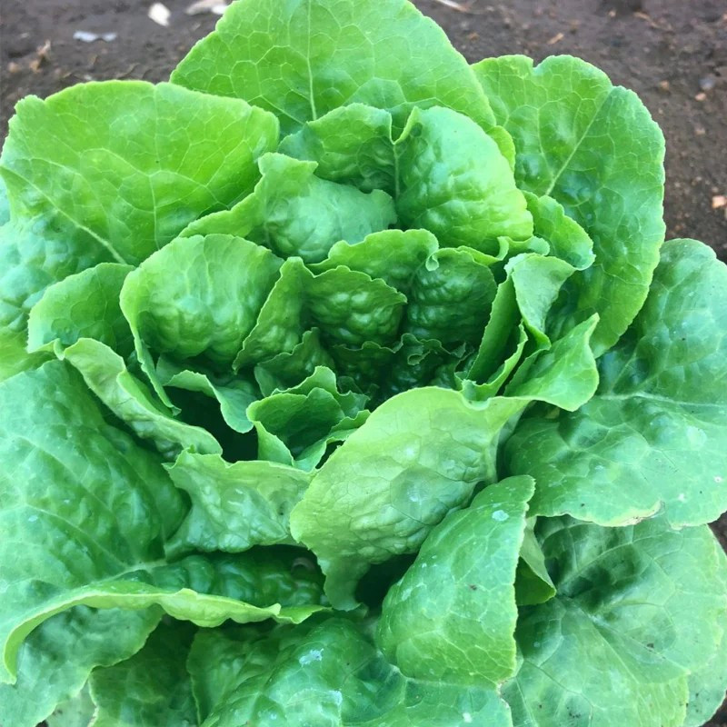 500+ Buttercrunch Butterhead Lettuce Seeds — —- NON GMO — ORGANIC —FRESH