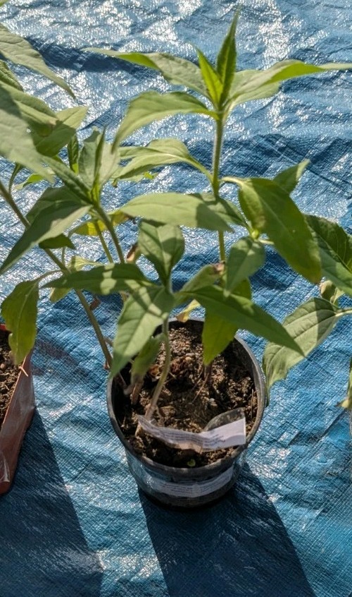 3 + 1 free large & Medium red organic Jerusalem Artichoke roots FOR PLANTING