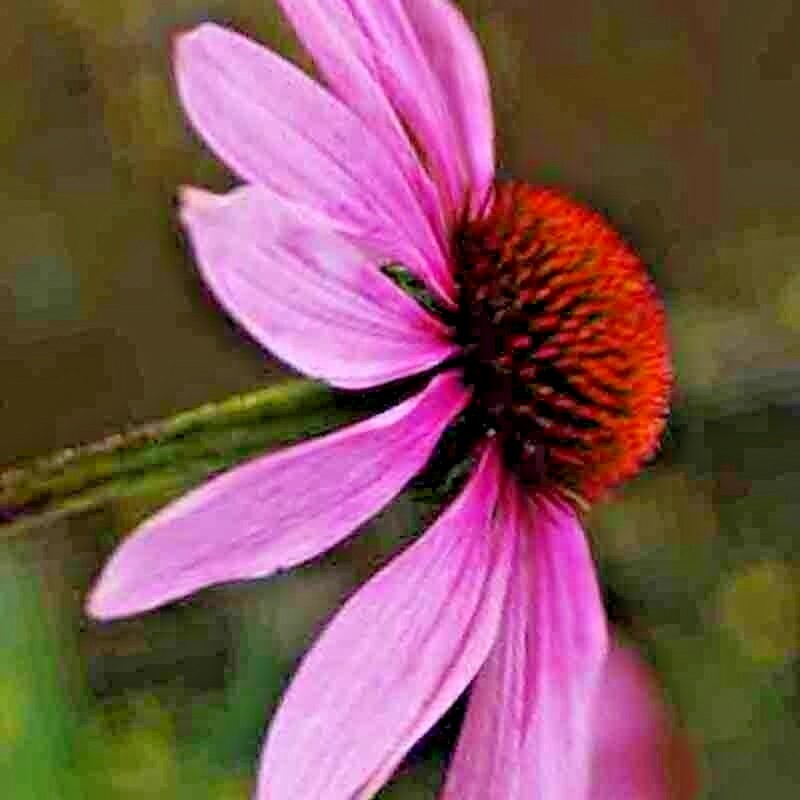 400+ ECHINACEA PURPLE RED CONE SEEDS AUTUMN PERENNIAL WILDFLOWER BEES FLOWER USA