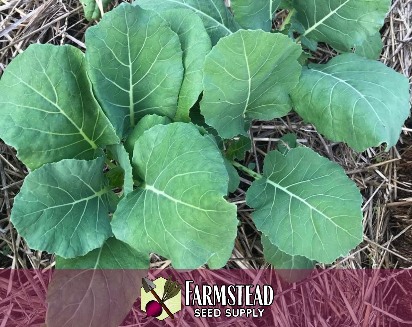 2,700+ Collard Seeds [Morris Heading] Vegetable Gardening, Heirloom, Non-GMO