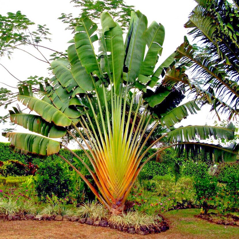 TRAVELERS PALM TREE SEEDS (Ravenala madagascariensis) Bird of Paradise Plant