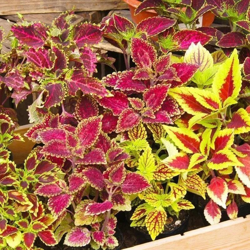 600+ Coleus Rainbow Mix Seeds