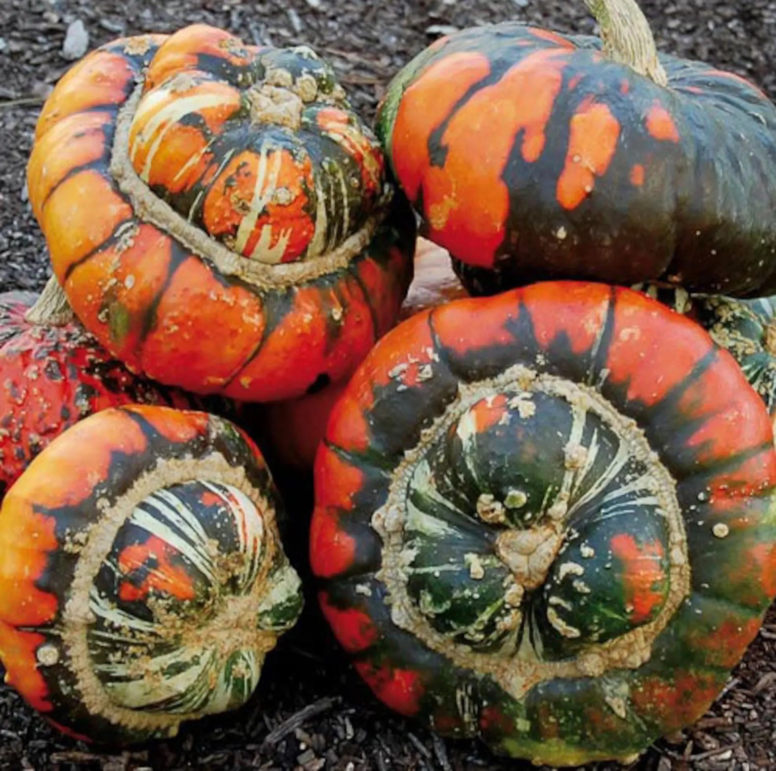 50 Turk’s Turban Pumpkin Gourd Seeds — Heirloom – Organic – NON GMO — RARE
