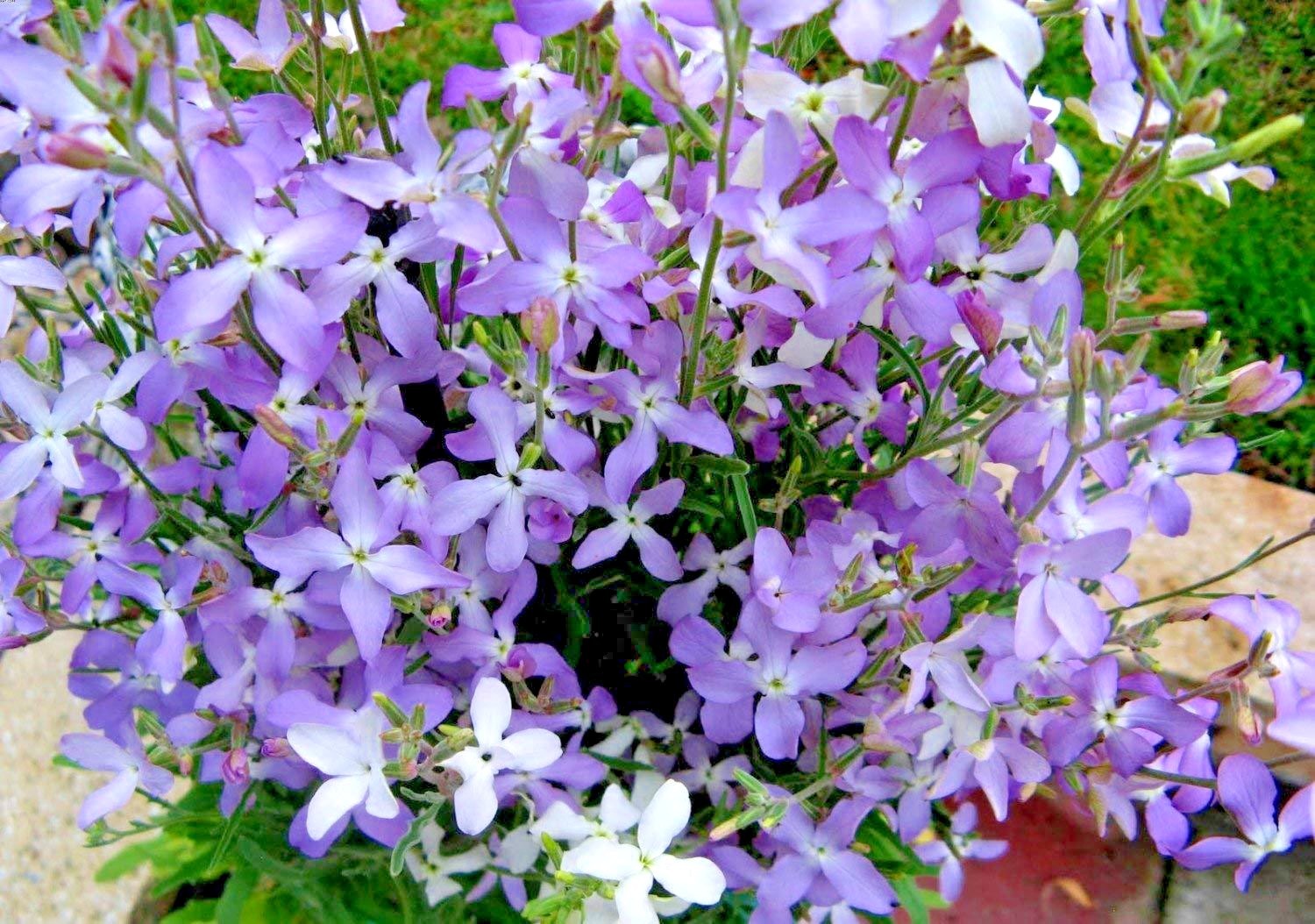 1001+EVENING SCENTED STOCK Seeds Perfume Plant Clove Summer Garden Container