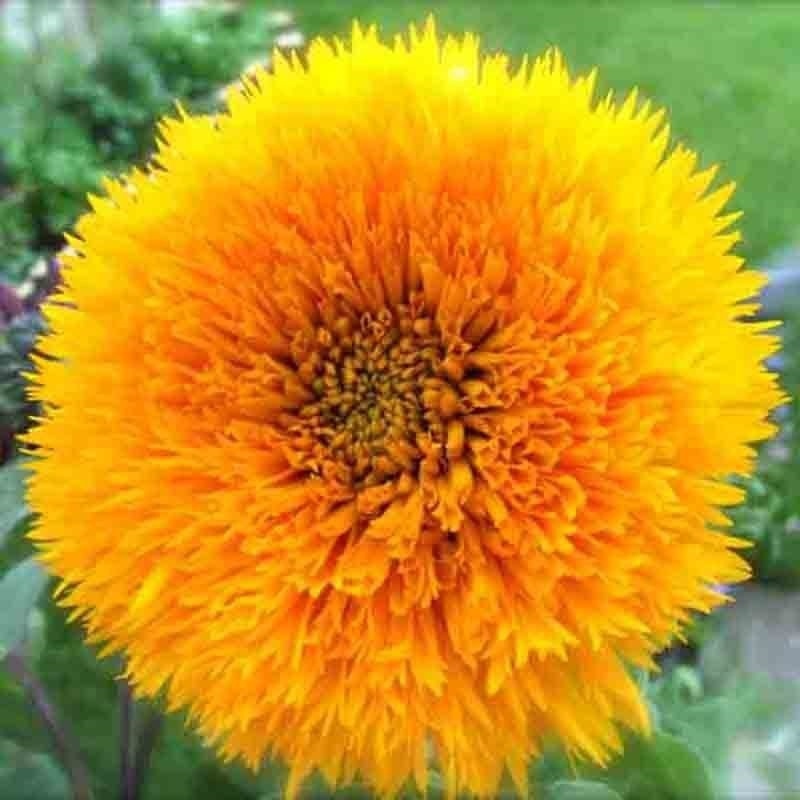 50+ DWARF TEDDY BEAR SUNFLOWER SEEDS SPRING MIX HEIRLOOM NON-GMO FLOWER BEES US