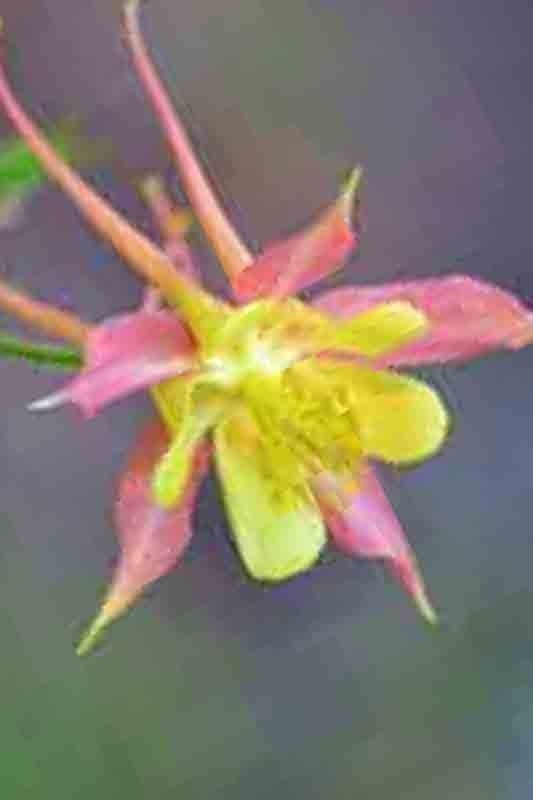 400 COLUMBINE MCKANA GIANTS SEEDS PERENNIAL SPRING MIX FLOWER DEER RESISTANT USA