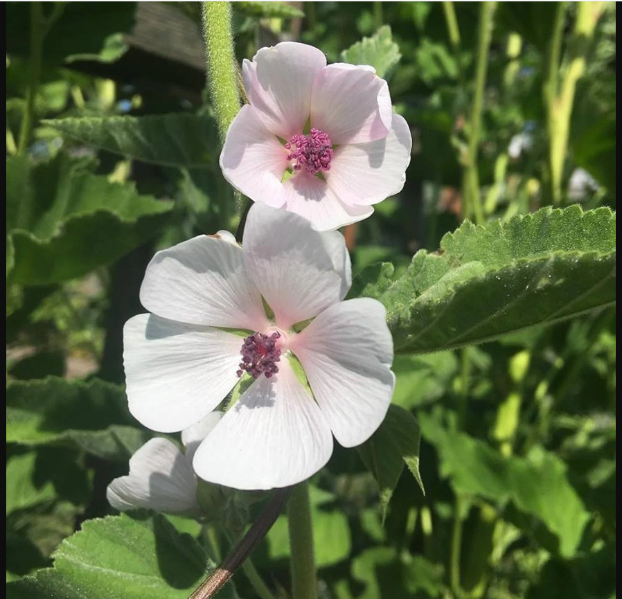 30 seeds| Marshmallow Flower seeds #6002