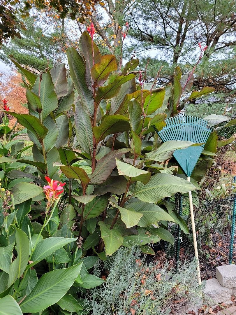 100 Canna Lily Seeds -Musifolio -Red Flwr -Bronze Leaf -6-10 ft tall Free Ship