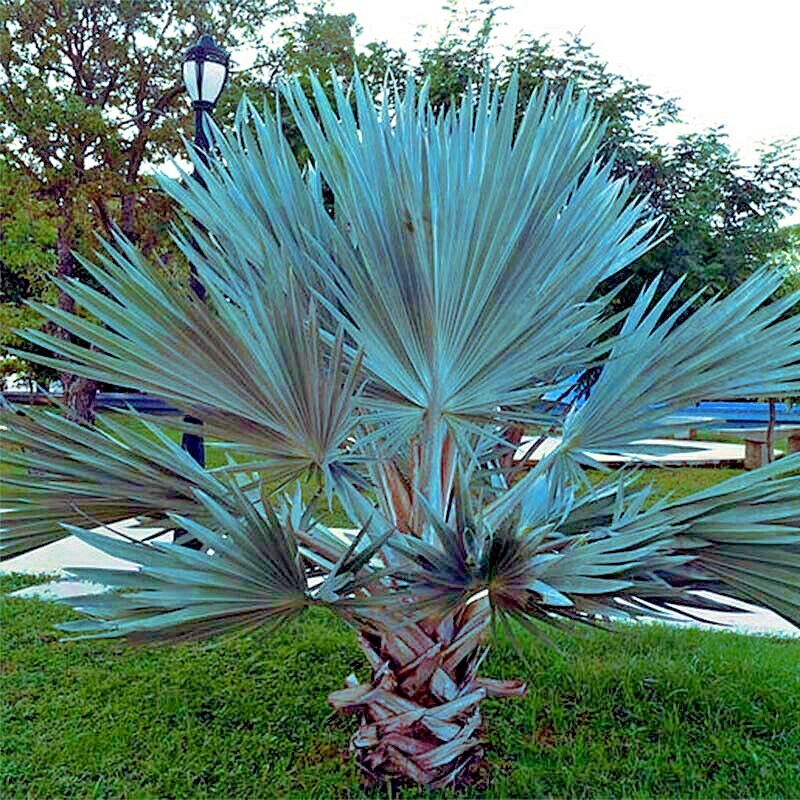 50 Mexican Blue Hesper Fan Palm Tree Seeds Grey Goddess Tropical Cold Hardy!