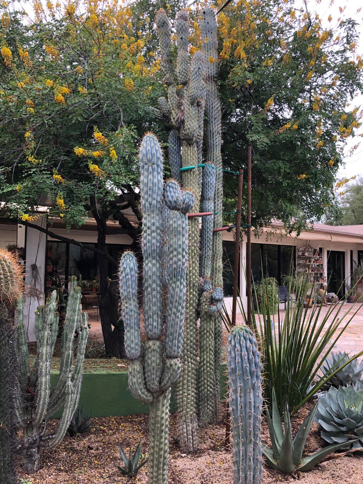 10 “BLUE CEREUS” CACTUS SEEDS (Browningia hertlingiana) RARE Tree Like Cacti