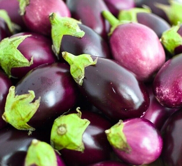 ROUND EGGPLANT SEEDS 50+ Vegetable GARDEN culinary ASIAN CUISINE FREE SHIPPING