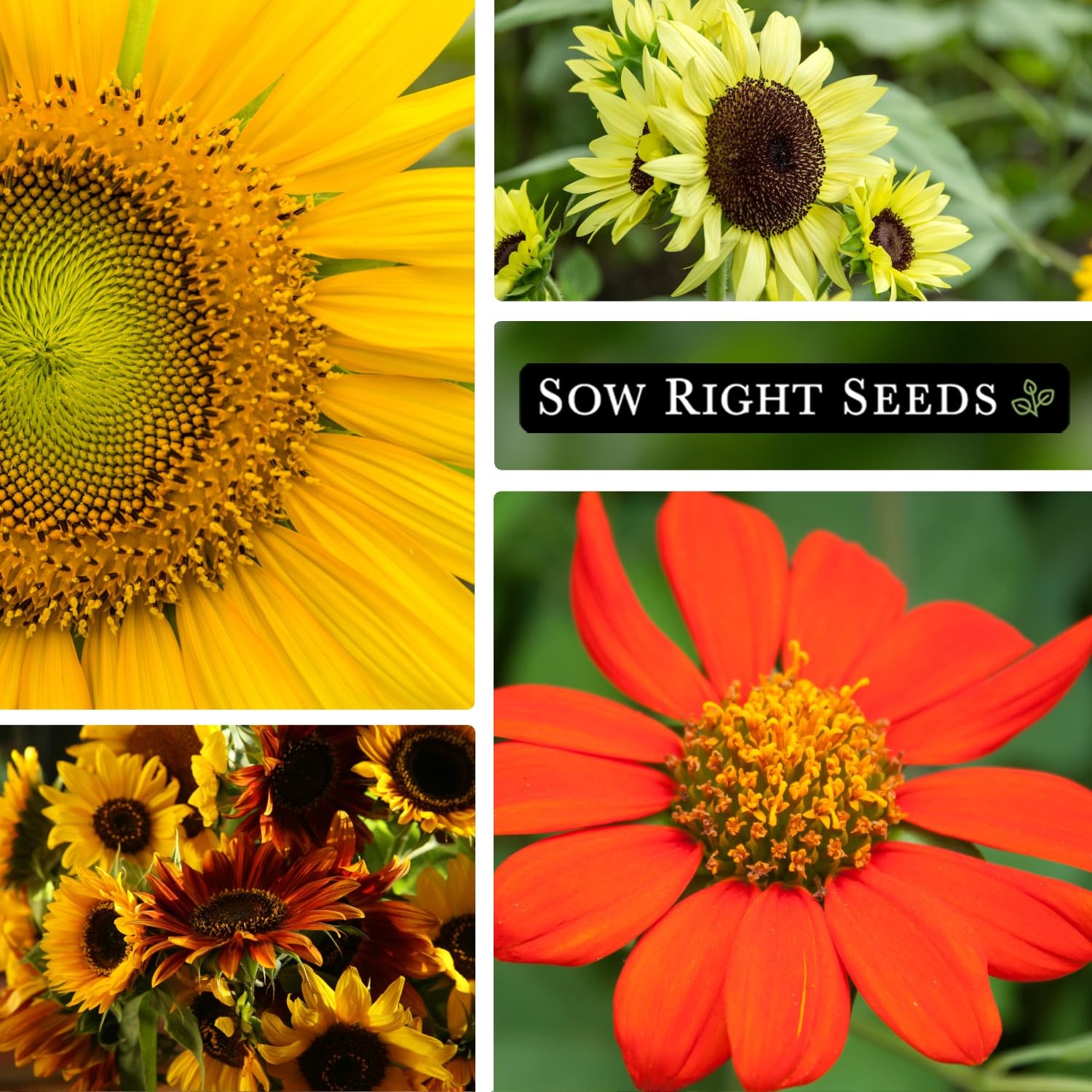 Large Sunflower Seed Collection 6 Varieties NonGMO Heirloom for Garden Planting
