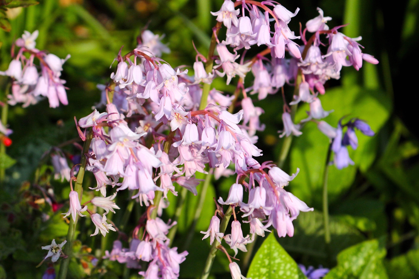 10 Mixed WOOD HYACINTH English Woodland Spanish Bluebell Scilla Flower Seeds