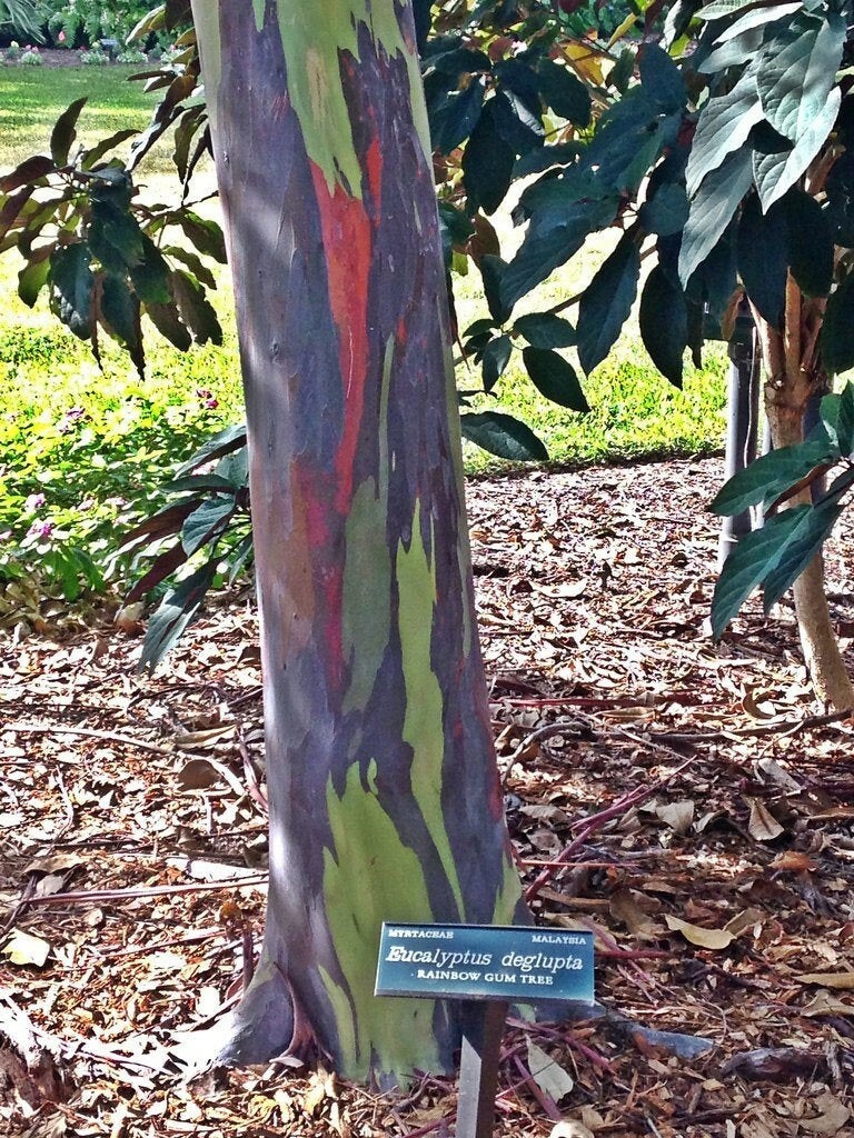 Eucalyptus deglupta | Rainbow-Eucalyptus | Mindanao Gum | 100_Seeds