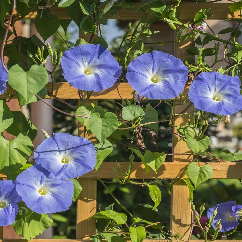 UNTREATED Morning Glory Seeds Heavenly Blue Flower Ipomoea fresh BULK seeds 1oz