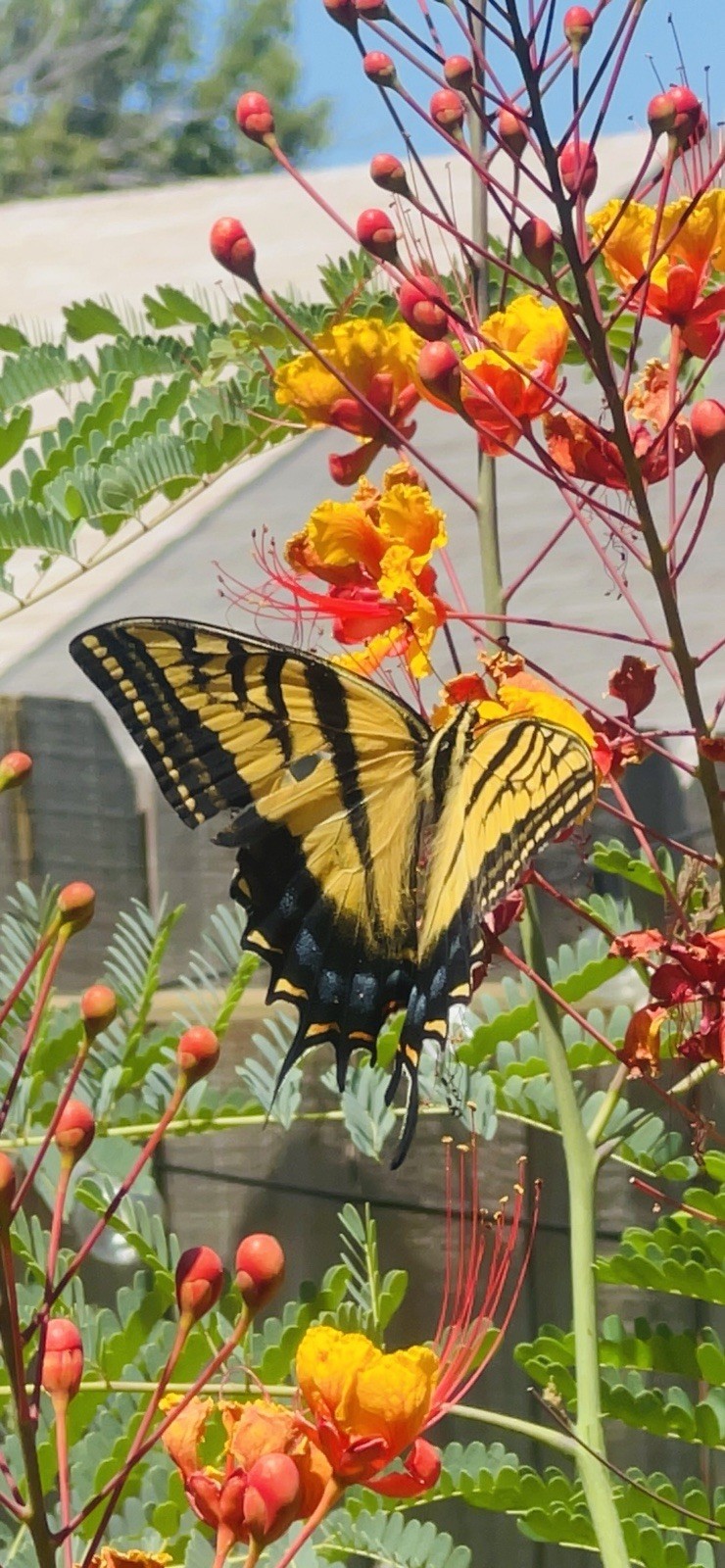 Pride of Barbados Mexican Bird of Paradise Seeds. 12 Seeds.