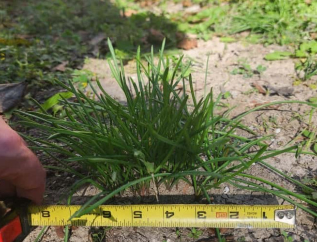Grape Hyacinth (Muscari) Bulbs (Sprouting Clump)
