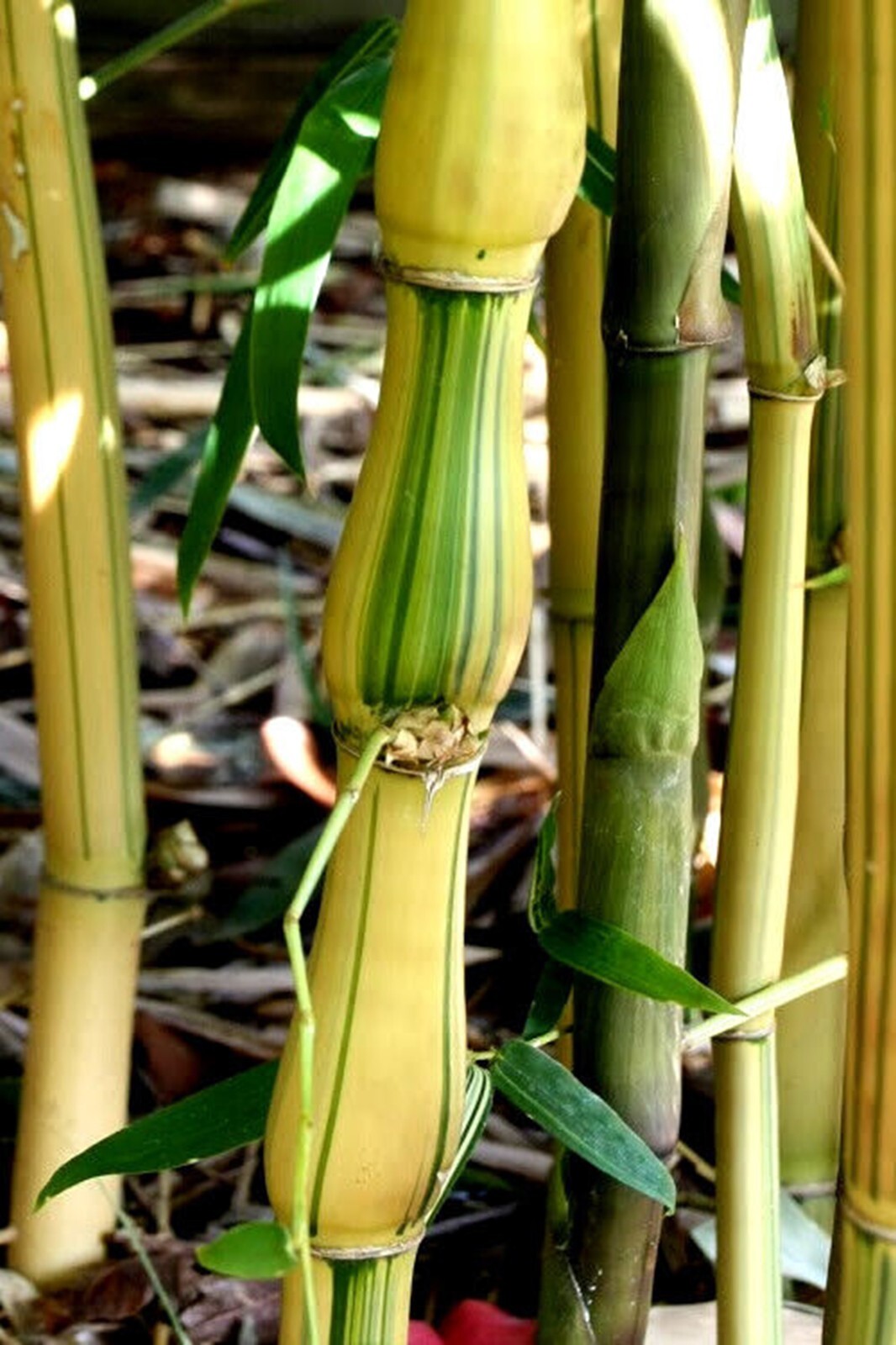 50 Yellow Buddha Bamboo Seeds Perennial Ornamental Seed Privacy Seed US SELLER