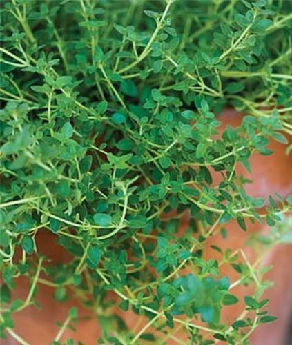 1oz Thyme Seeds Common Garden Culinary Herb Heirloom (Aprx 100,000 Seeds)