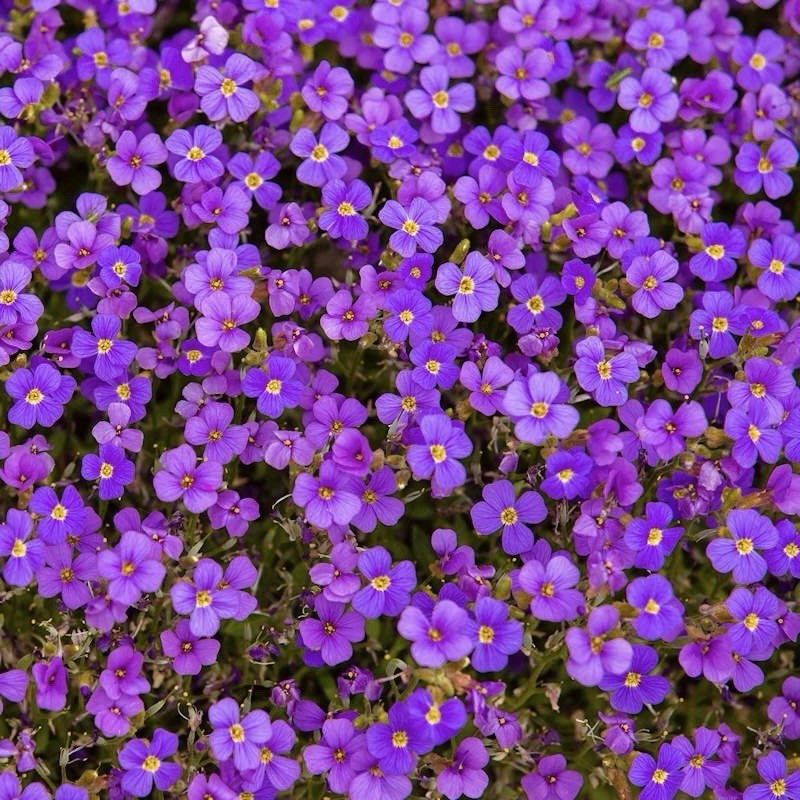 300 PURPLE ROCKCRESS SEEDS (Aubrieta deltoidea) Ground cover, Perennial USA