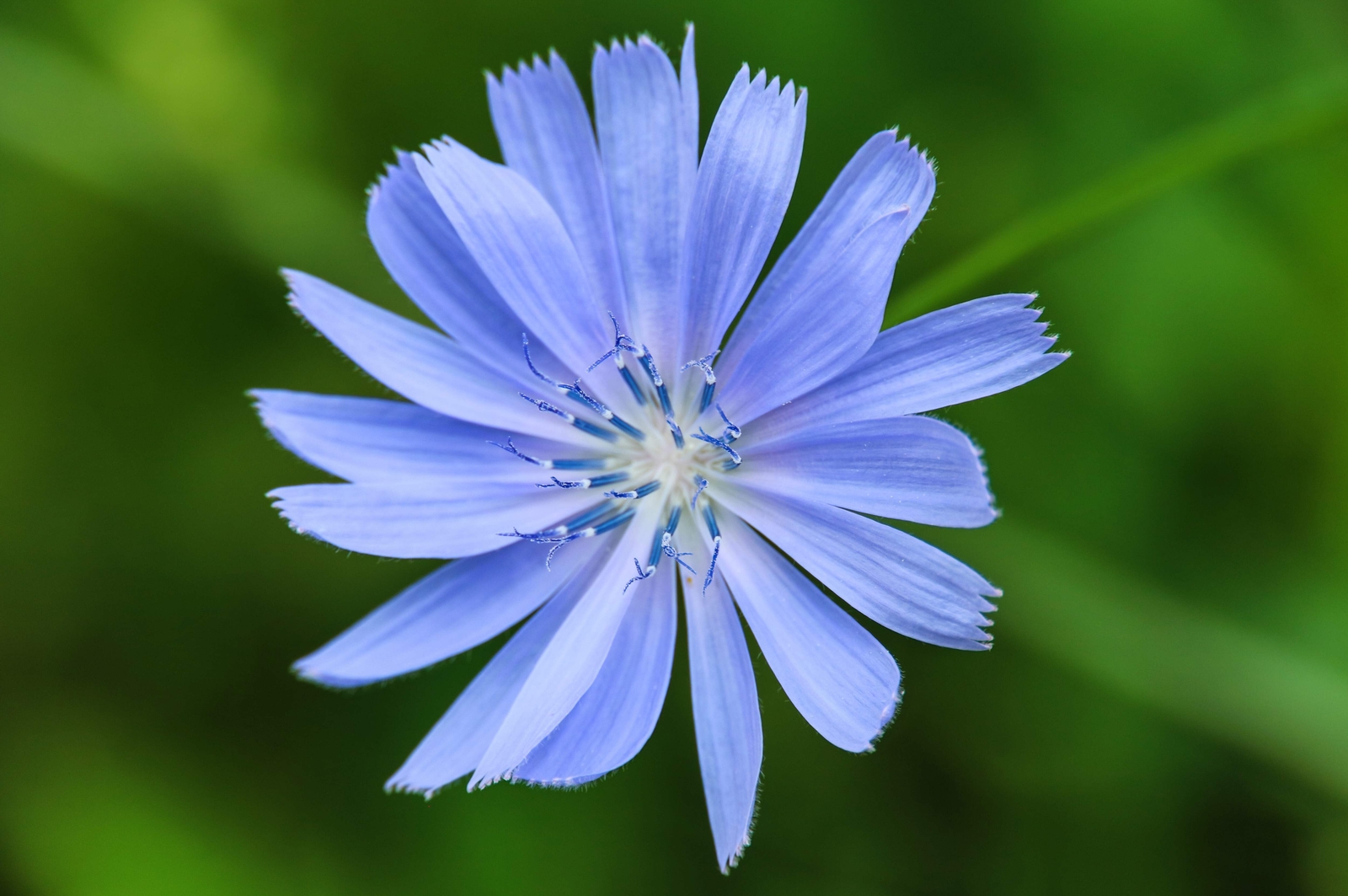 1000 CHICORY Blue Daisy Coffeeweed Succory Cicorium Intybus Flower Herb Seeds