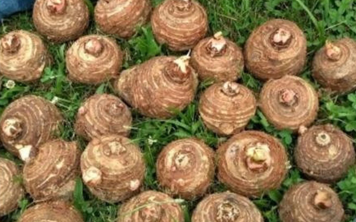 10 LIVE Colocasia Esculenta Elepant Ear Taro Gabi Kalo Eddo Bulbs READY to GROW