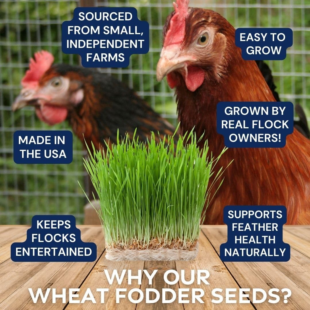 Non-GMO Fodder Seeds for Chickens (3 pounds), Pasture Grass Seed, Wheat Grass…