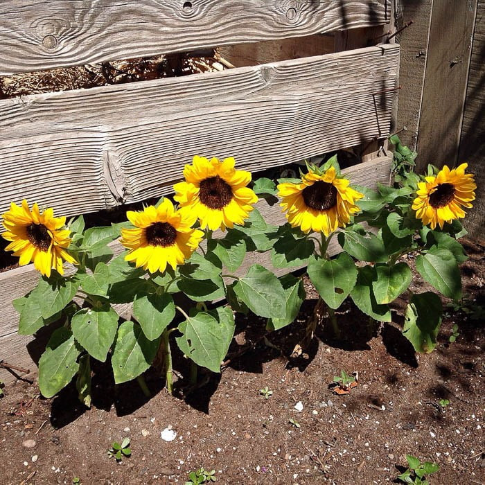30 Dwarf Sunspot Sunflower Seeds- With Bonus! |Organic Non-GMO Heirloom