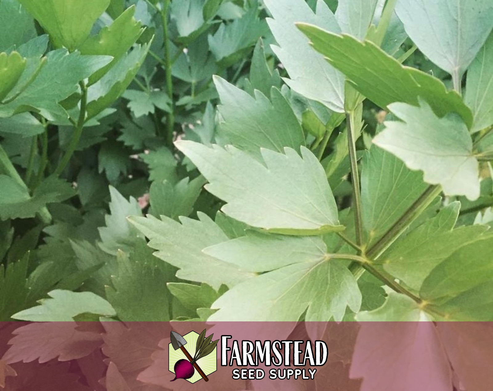 550+ Lovage Seeds | Unique Herb Gardening Seed Packet for Planting, USA