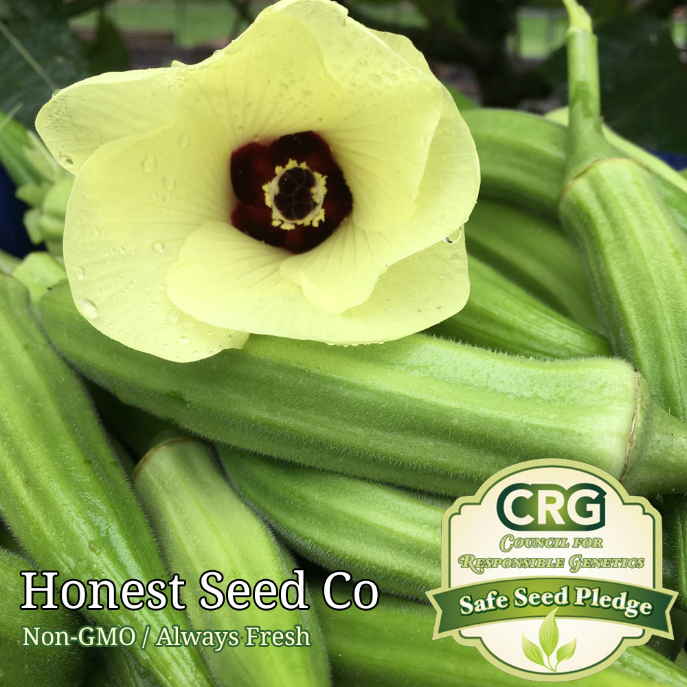 100+ Clemson Spineless Okra Seeds Non-GMO Heirloom | USA Grown