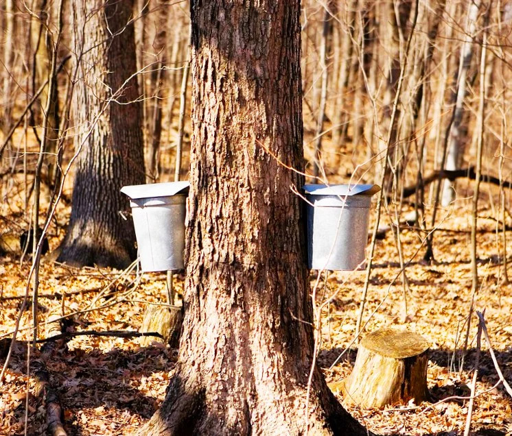 Sugar Maple Tree Seeds – For 2026 Planting Acer Saccharum Sweet Syrup Canadian