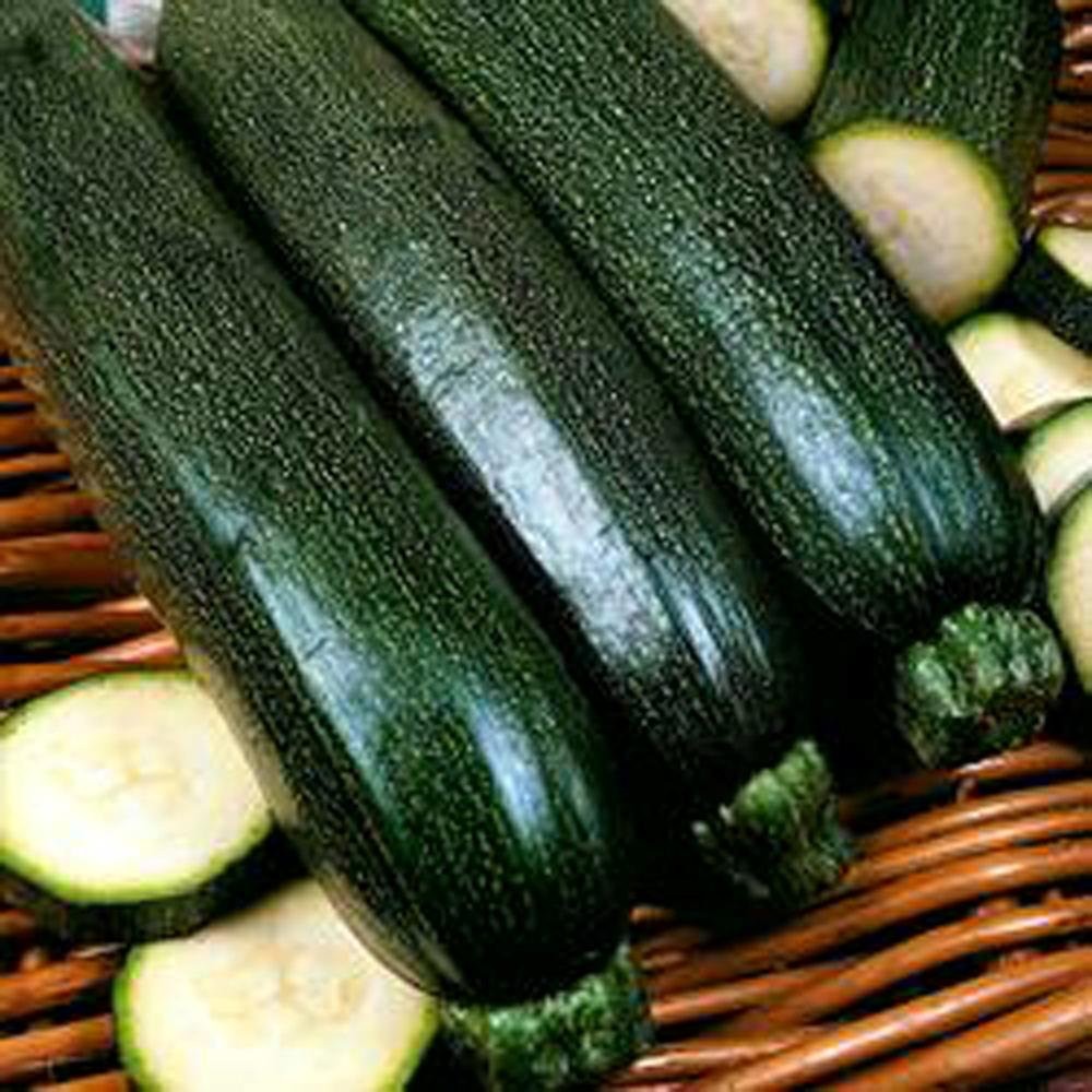 Heirloom Squash Seed Collection – 5 Premium Varieties from Country Creek Acres