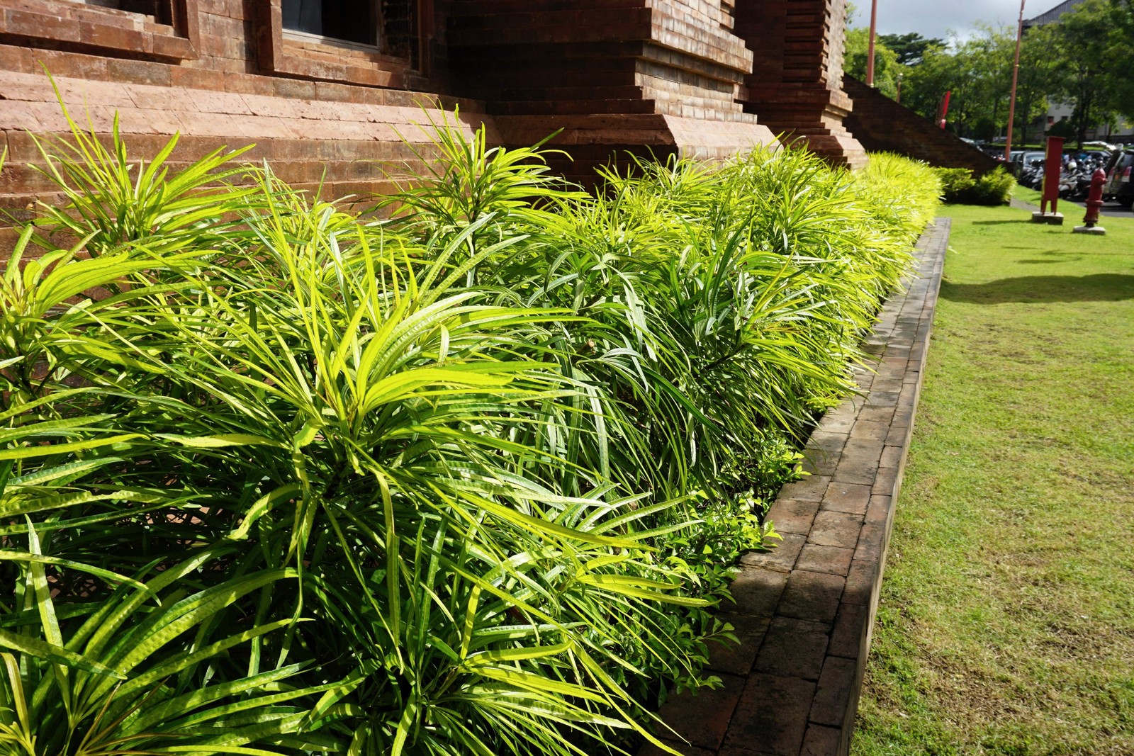 5 LILYTURF Liriope Muscari aka Big Blue Lily Turf / Monkey Grass Flower Seeds