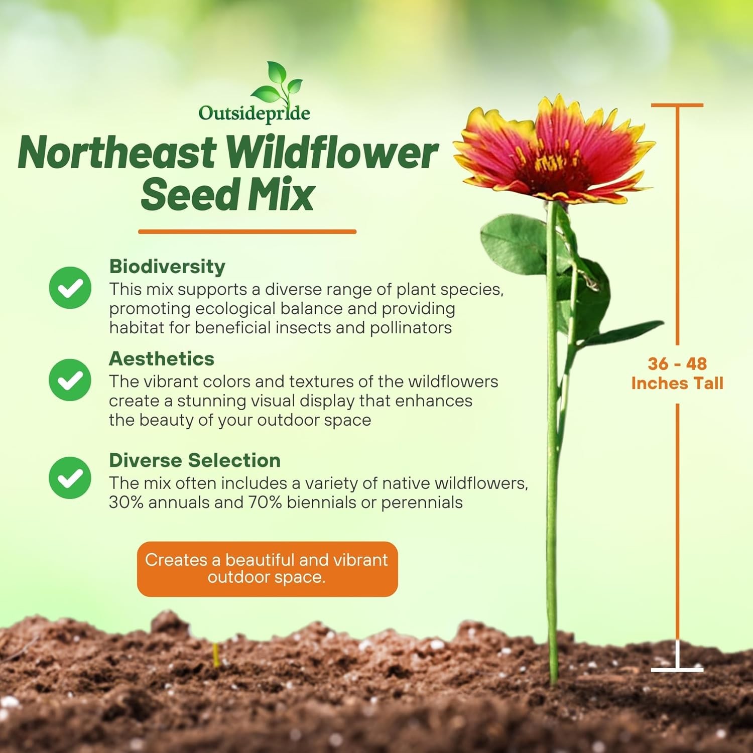 1 LB Northeast Wildflower Seed Mix For Planting Outdoors
