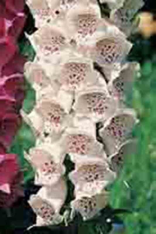 2000+ FOXGLOVE MIX SEEDS SPRING PERENNIAL FLOWERS EXCELSIOR PEST RESISTANT USA