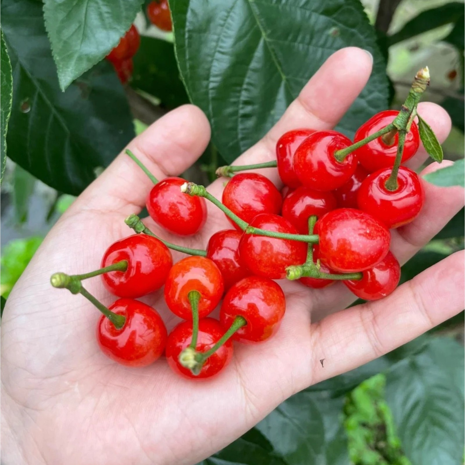 30 Sweet Cherry Seeds – Juicy Red Cherries for Home Orchards & Backyard Gardens