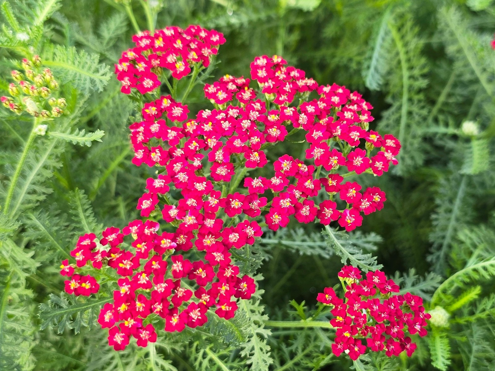 Red Yarrow Seeds (Achillea millefolium rubra)