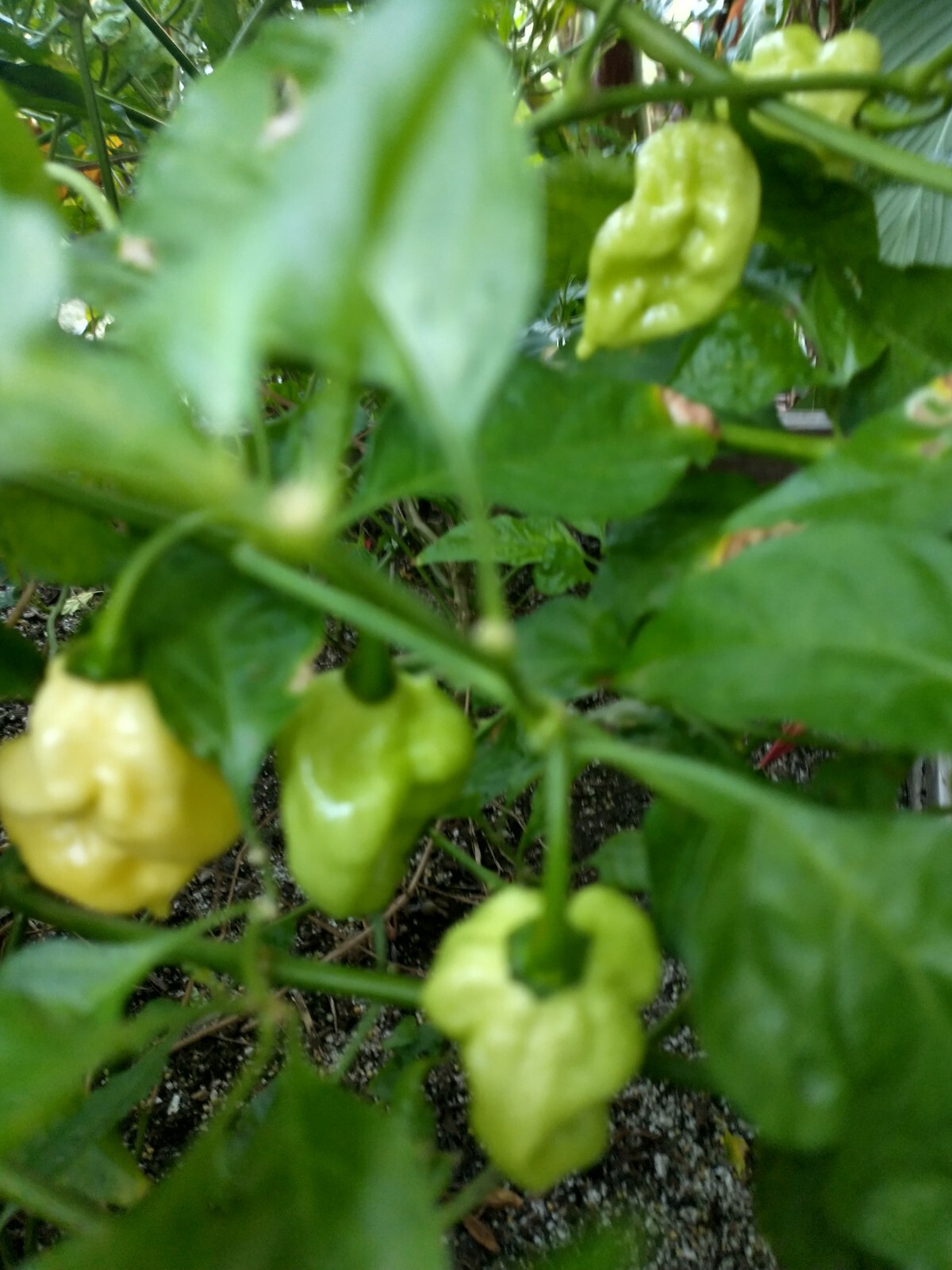 BIG BLOCK Pepper Combo- 4 Superhot Varieties – 20 Seeds Of Each – Great Discount