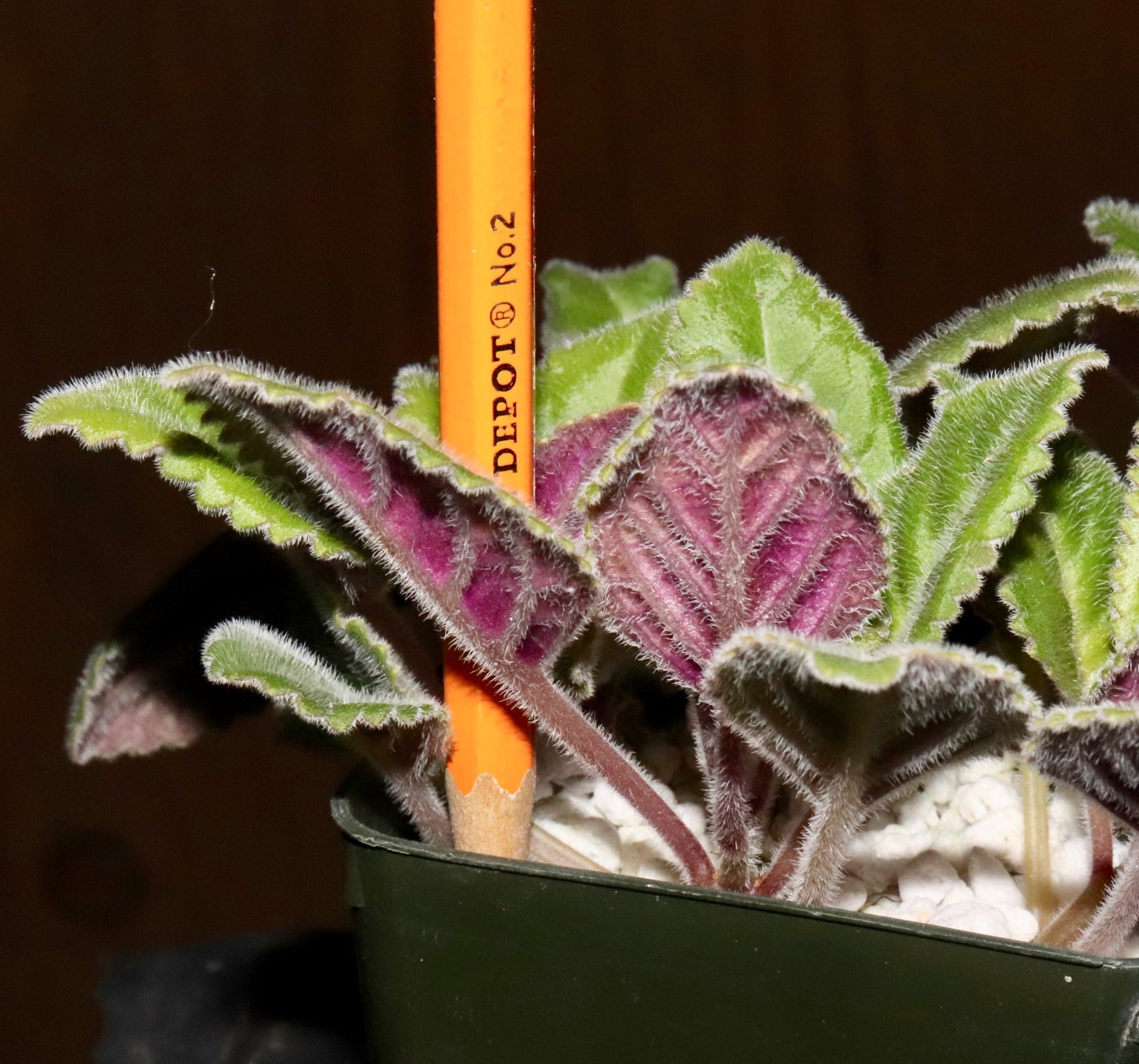 Plectranthus scaposus RARE Madagascar succulent leaves