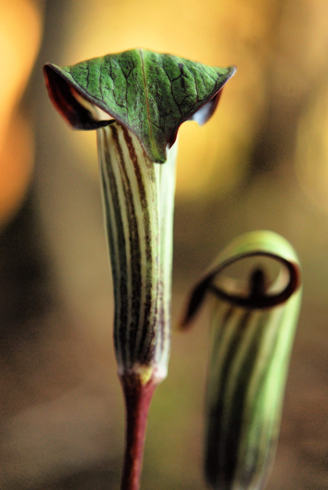5 JACK IN THE PULPIT Arisaema Triphyllum Shade Flower Seeds *Flat S/H