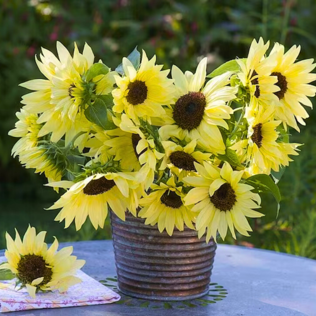 Premium Pro-Cut White Nite Sunflower Seeds | Heirloom Non-GMO | Flower Seeds